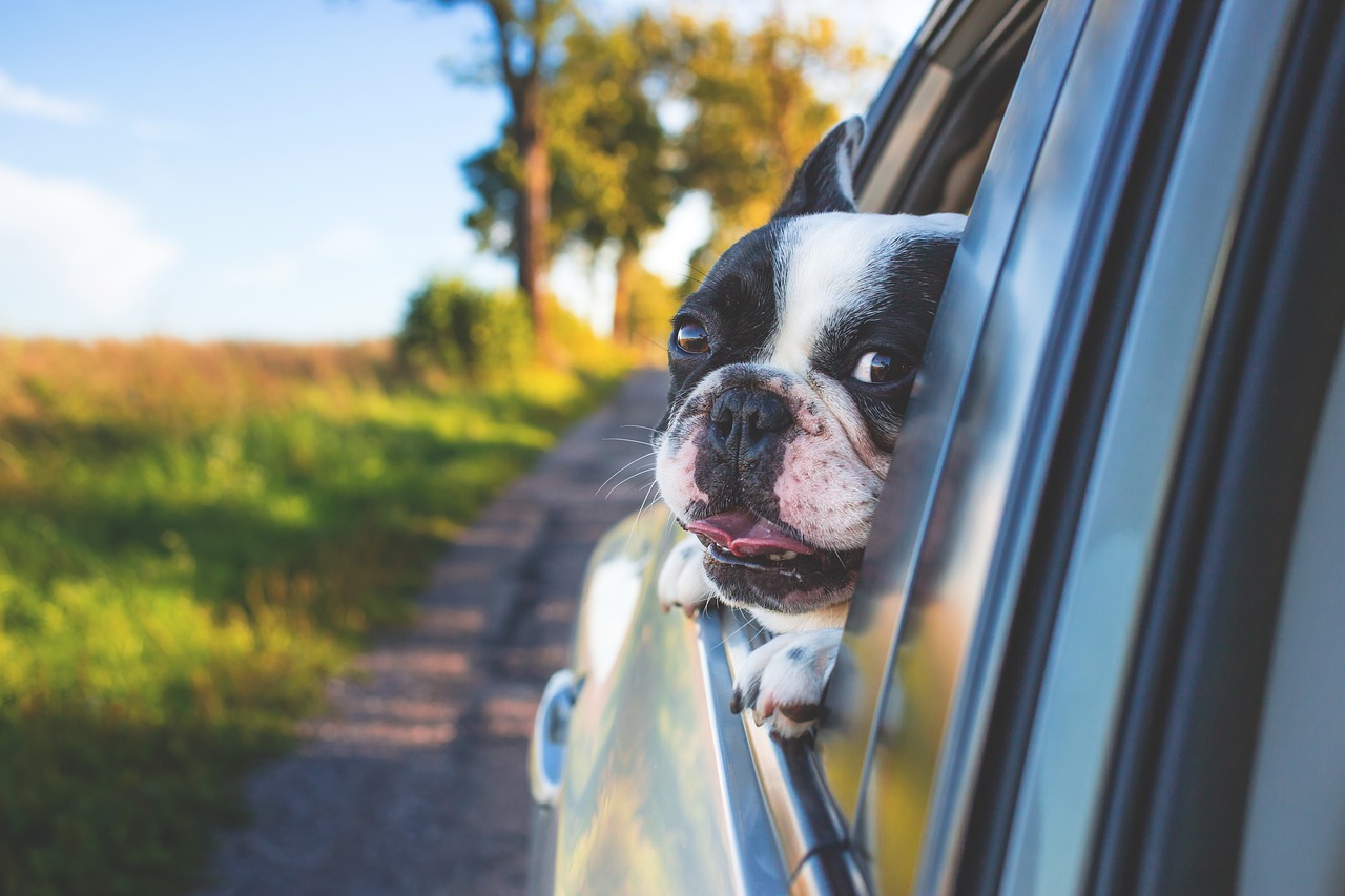 62e924a96f822-dog-pet-car-window-1850465.jpg